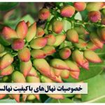 سرمایه‌گذاری ارزشمند و پرسود با احداث باغ پسته